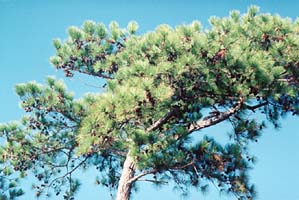 [photo, Loblolly pine, Prince George's County, Maryland]
