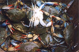 [photo, Blue crabs (sooks), Lusby, Maryland]