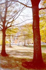 [photo, Trees near Murphy Courts of Appeal Building entrance, 361 Rowe Blvd., Annapolis, Maryland]