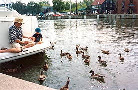 [photo, Feeding mallard ducks, City Dock, Annapolis, Maryland]