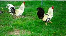 [photo, Roosters, Annapolis, Maryland]